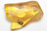 Detailed Fossil Cockroach (Blattoidea) In Baltic Amber - Rare! #207487-1